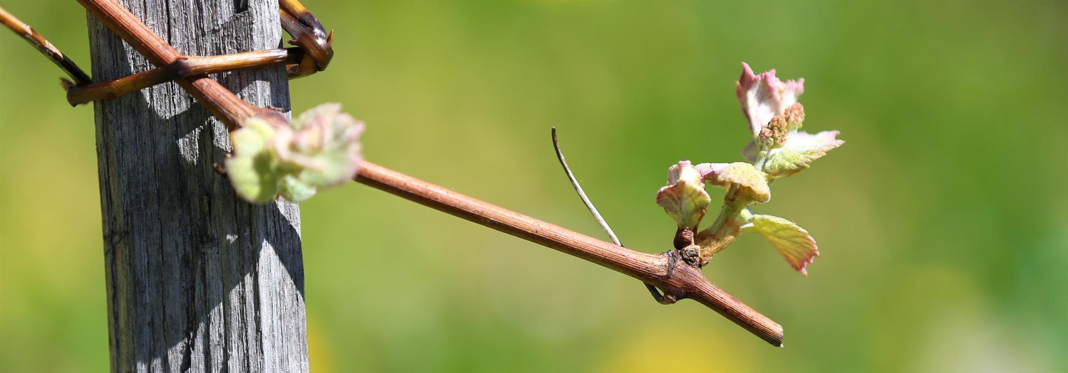 Pomlad v vinogradu